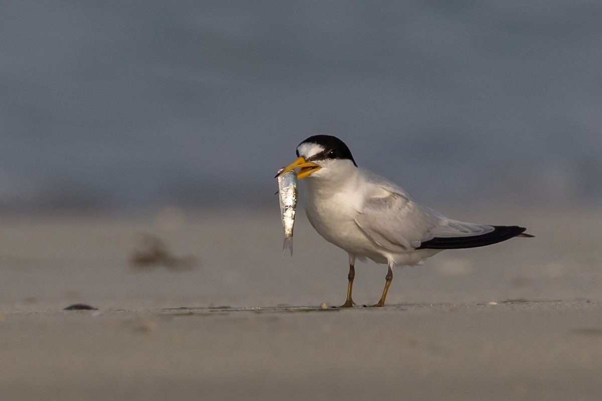 Saunders's Tern - ML440821941