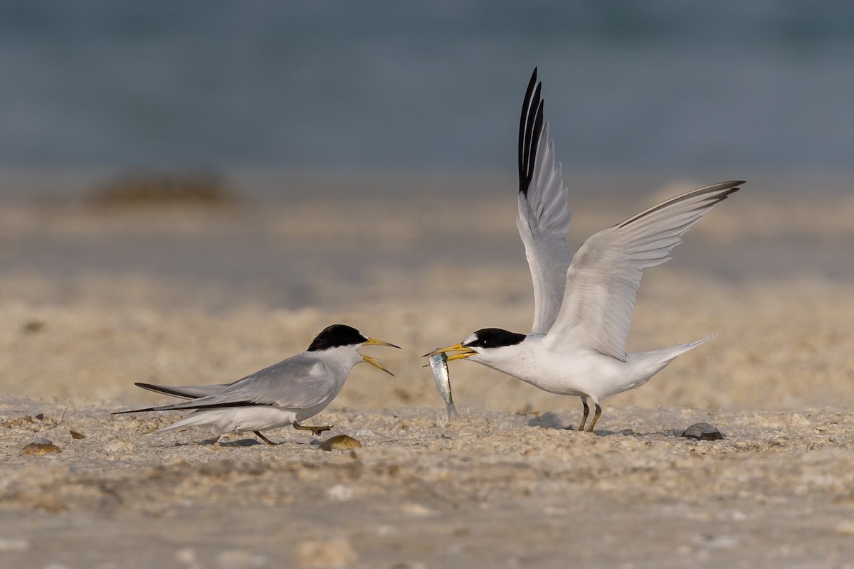 Saunders's Tern - Nikos Mavris