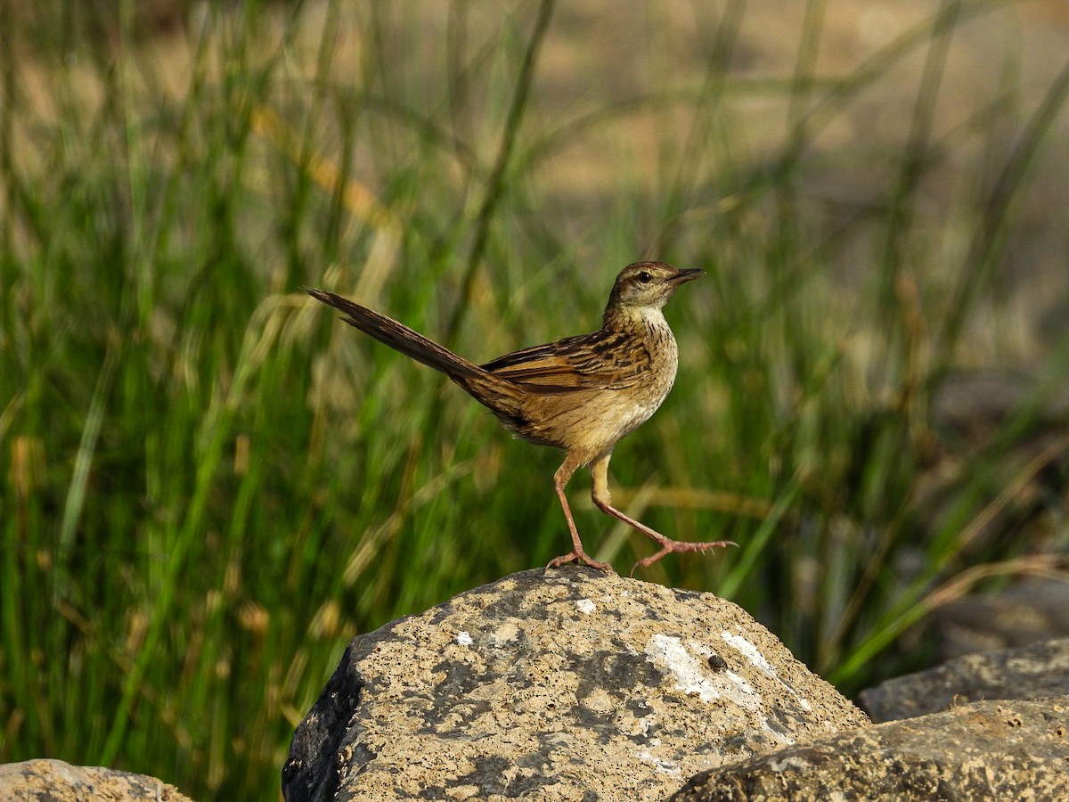 Striated Grassbird - Lakshmikant Neve