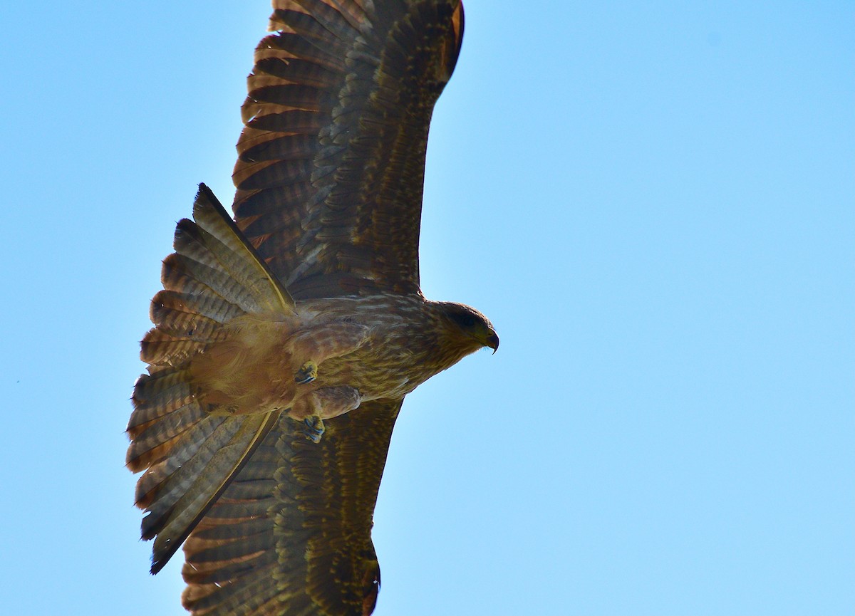 Lesser Spotted Eagle - ML440823201