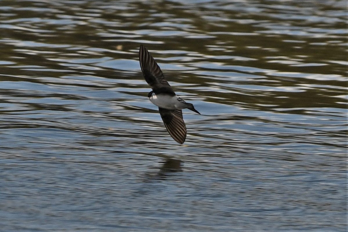 Tree Swallow - ML440823401