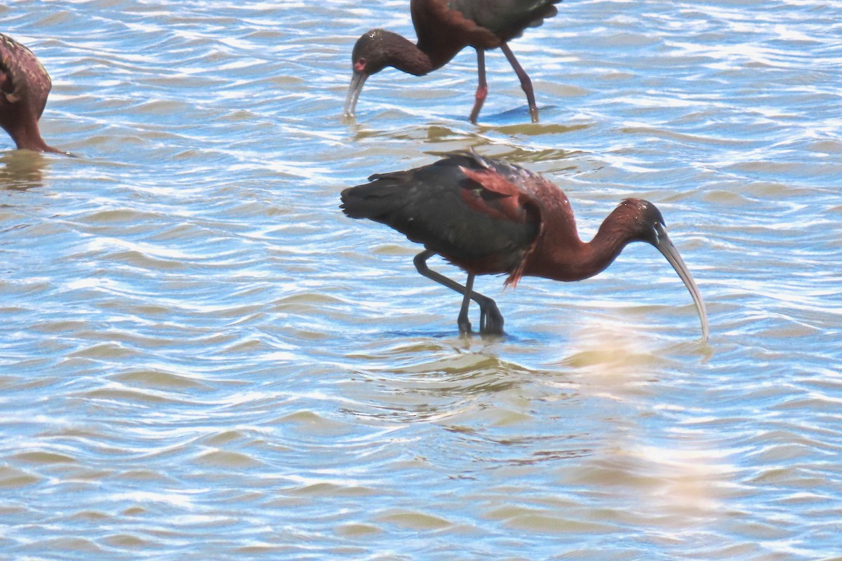 Glossy Ibis - ML440823471