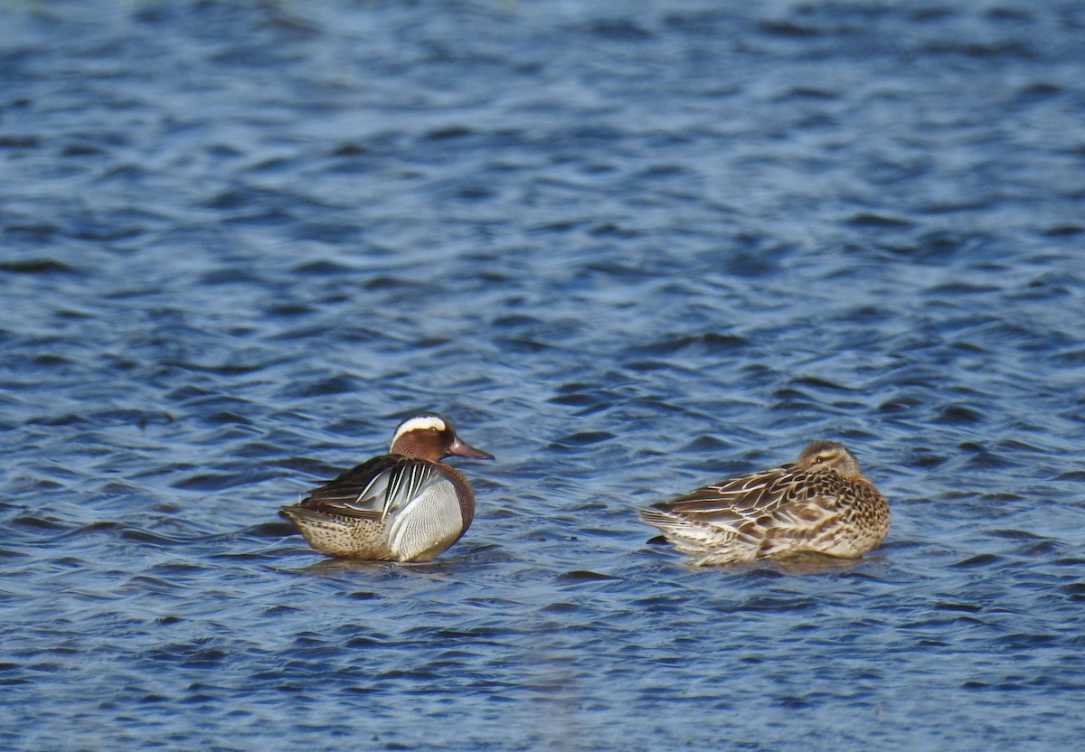 Garganey - Samuel Odrzykoski