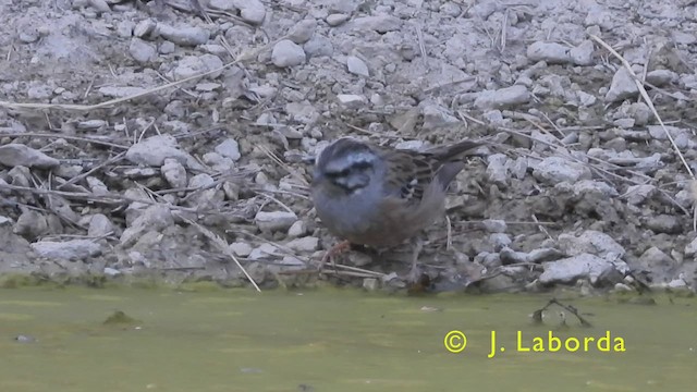 Rock Bunting - ML440825031