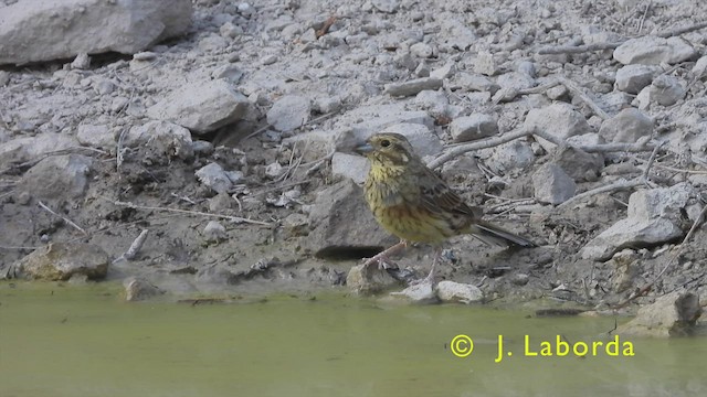 Cirl Bunting - ML440825291