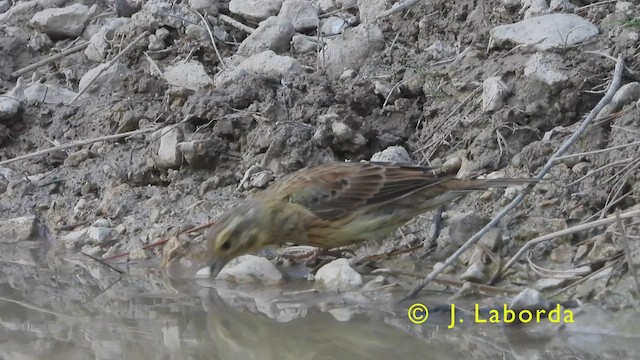 Cirl Bunting - ML440825501