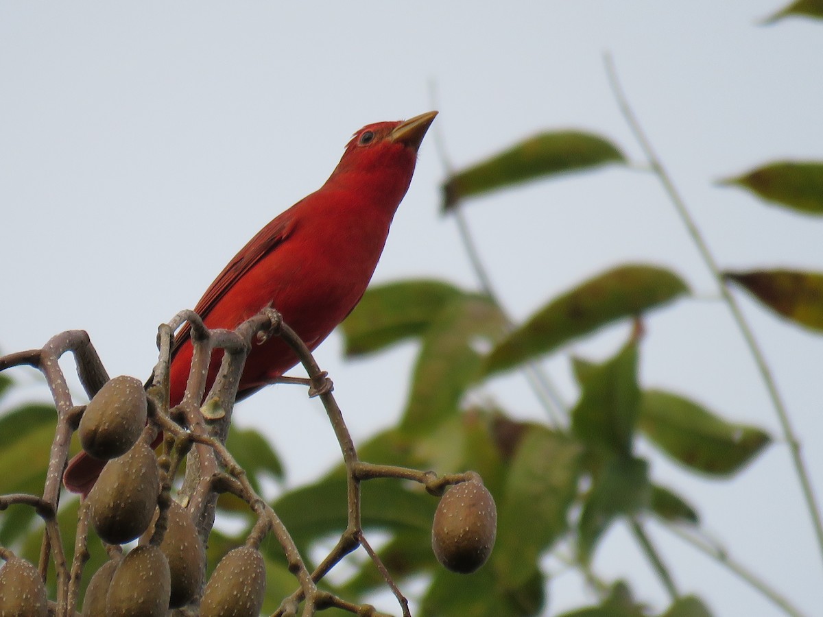 Piranga vermillon - ML44082711