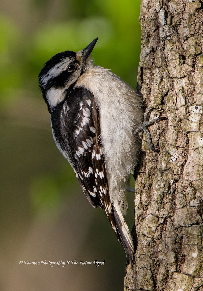 Downy Woodpecker - ML440827201