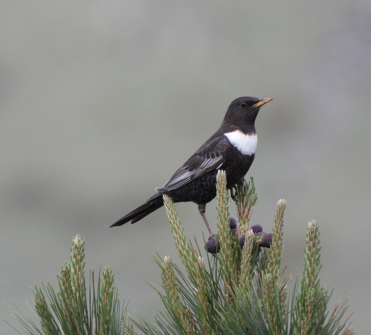 Ring Ouzel - ML440828231