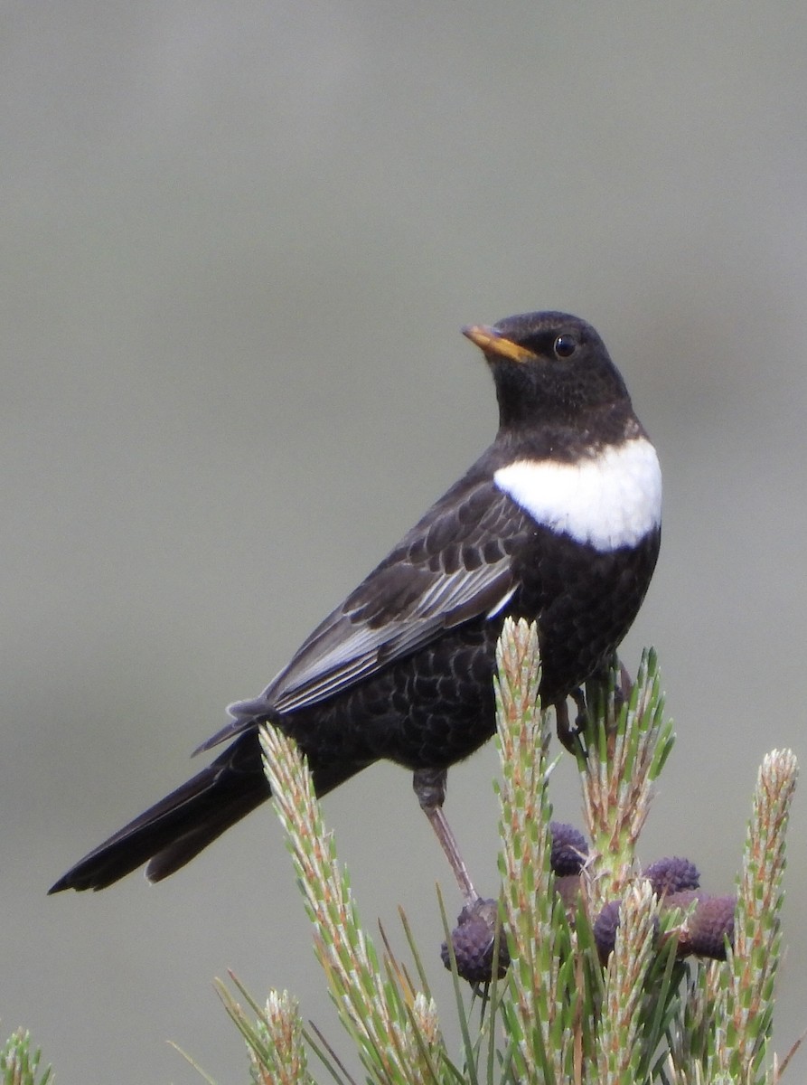 Ring Ouzel - ML440828401