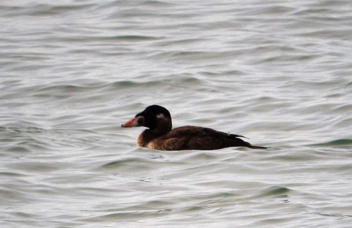 Surf Scoter - Richard Hayes