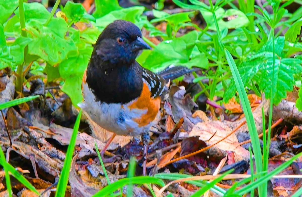 Spotted Towhee - ML440832041