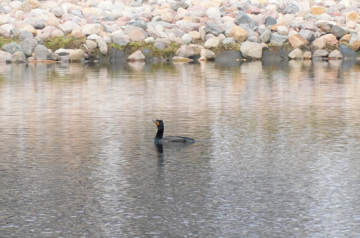 Double-crested Cormorant - Alfred Scott