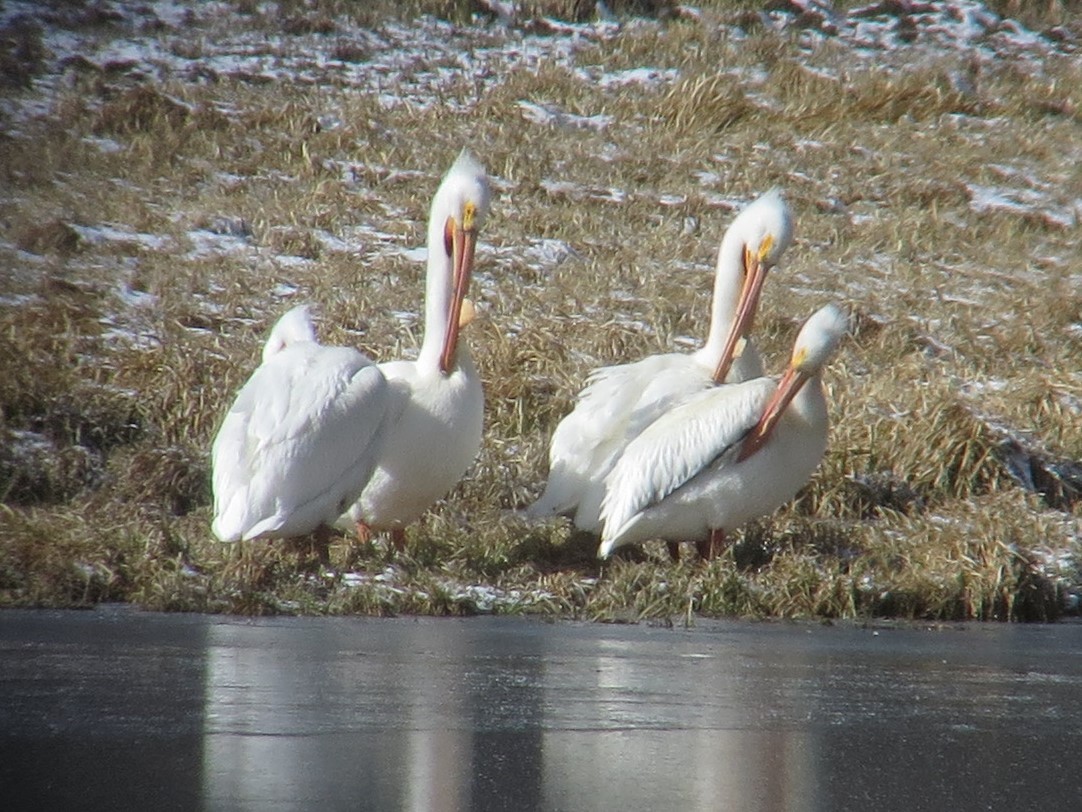 American White Pelican - ML440833151