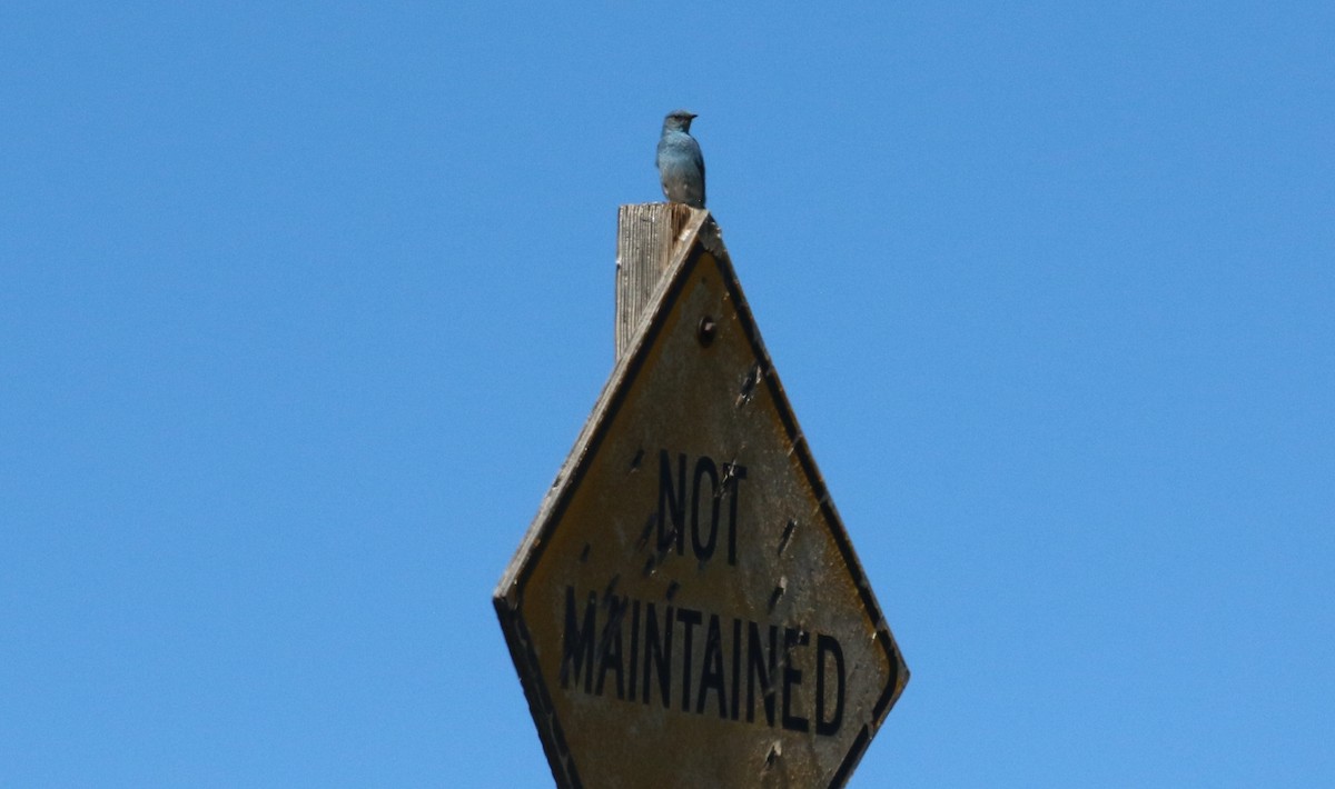 Mountain Bluebird - Diane Eubanks