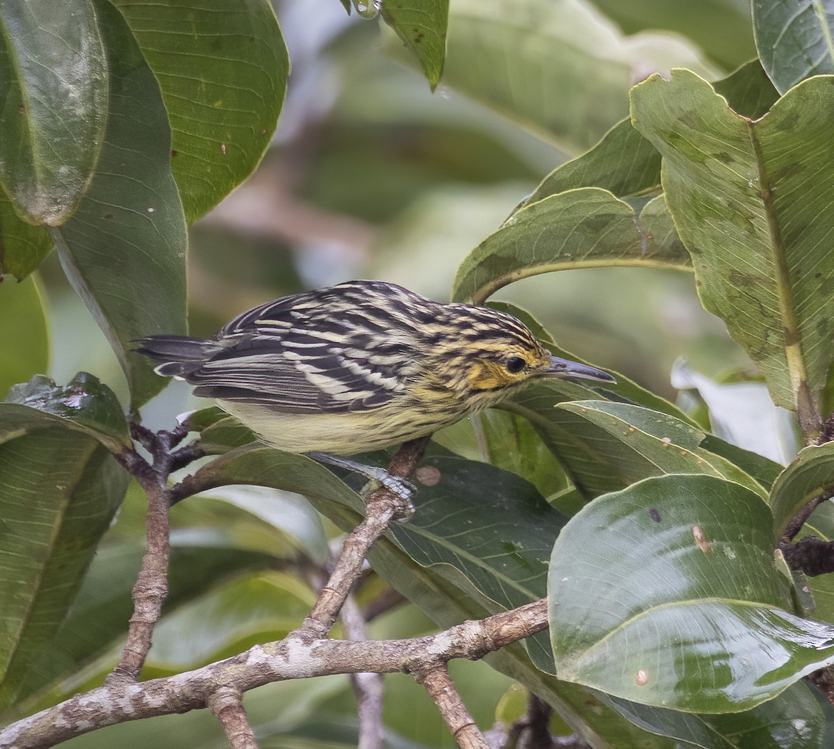 Sclater's Antwren - Luiz Matos