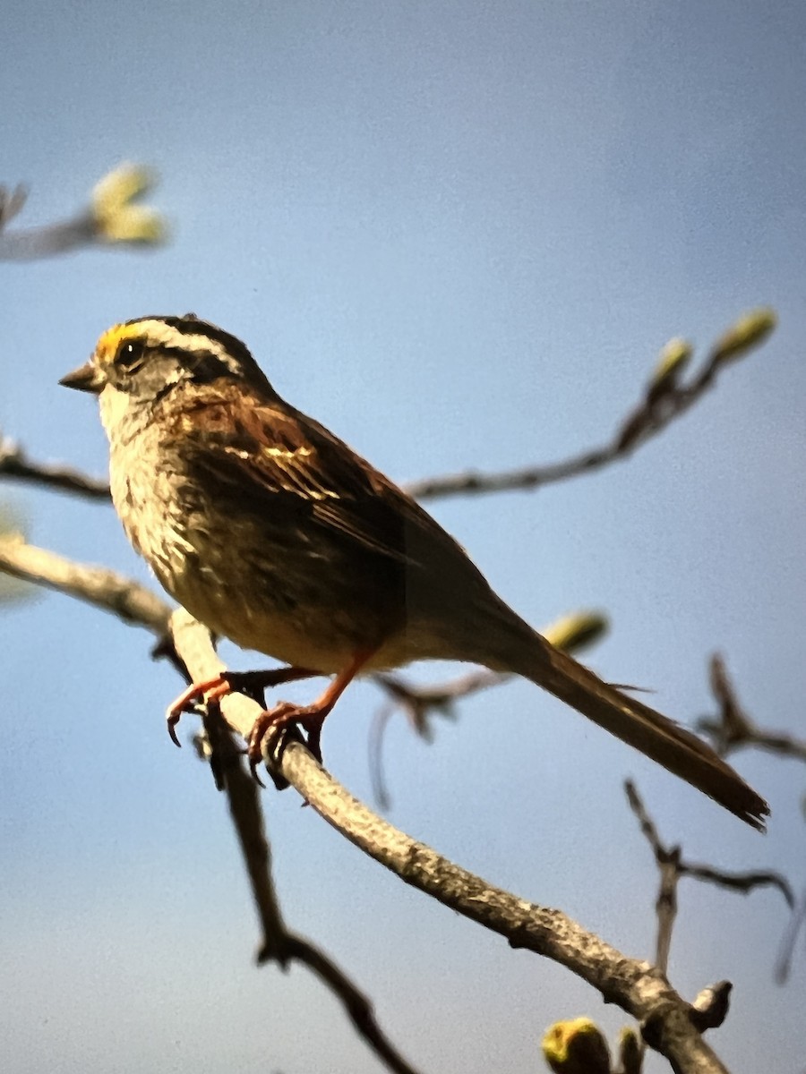 White-throated Sparrow - ML440836011