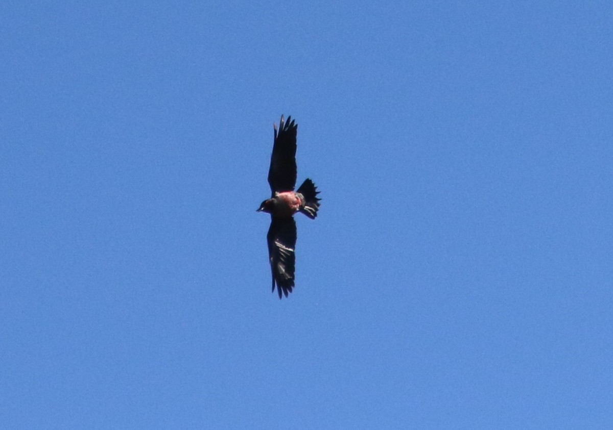 Lewis's Woodpecker - ML440836471