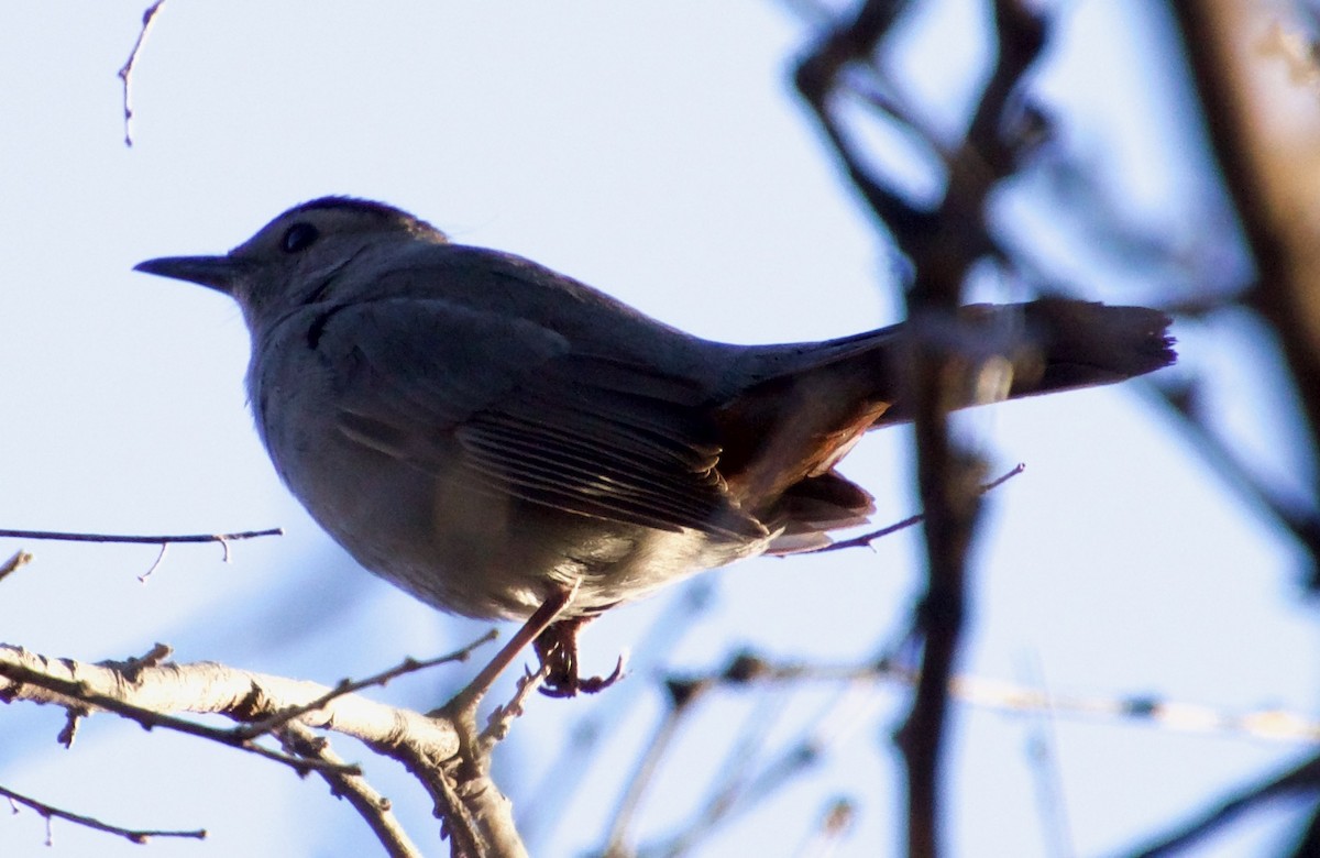 Gray Catbird - ned bohman