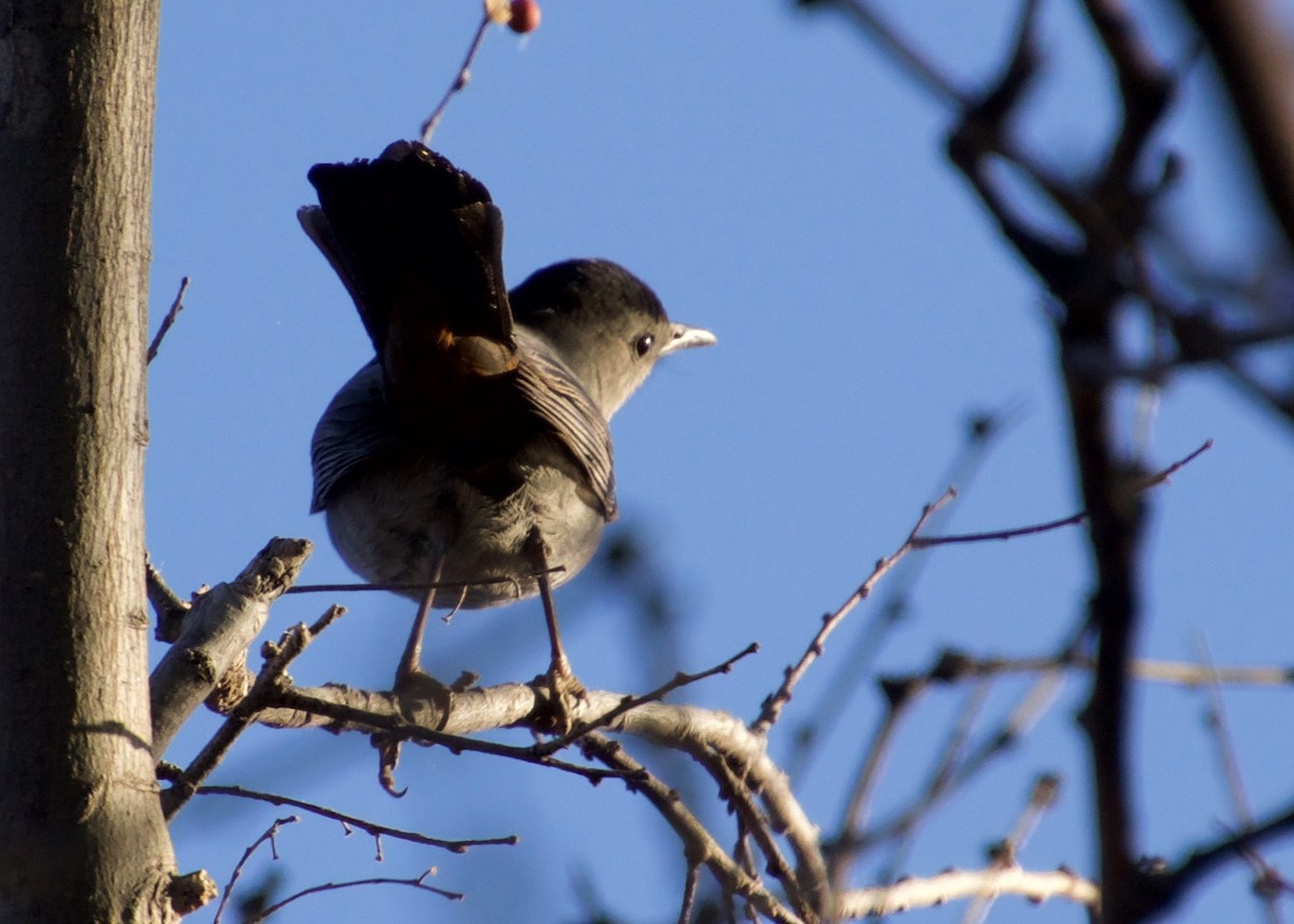 Gray Catbird - ned bohman