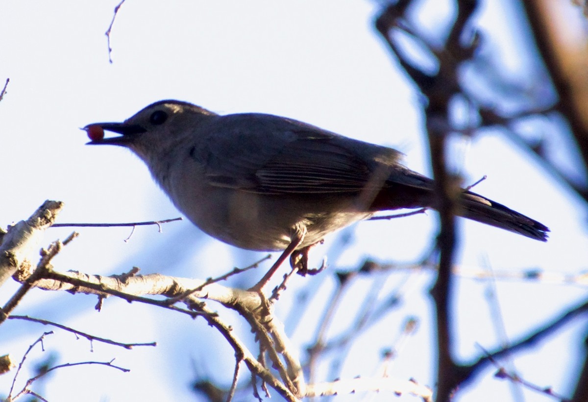 Pájaro Gato Gris - ML440837471