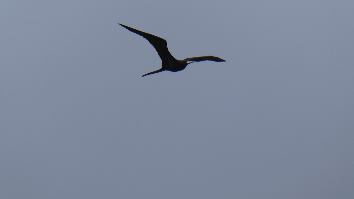 Great Frigatebird - ML440838101