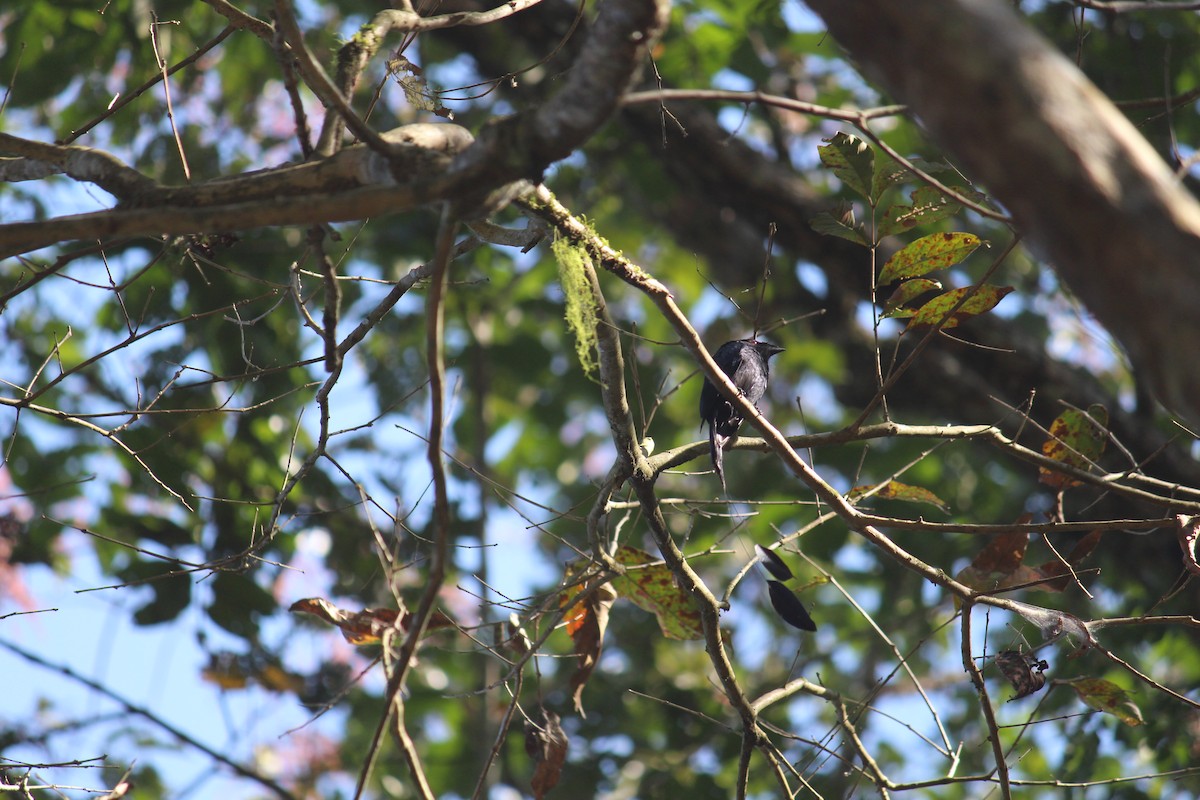 Lesser Racket-tailed Drongo - ML44084171