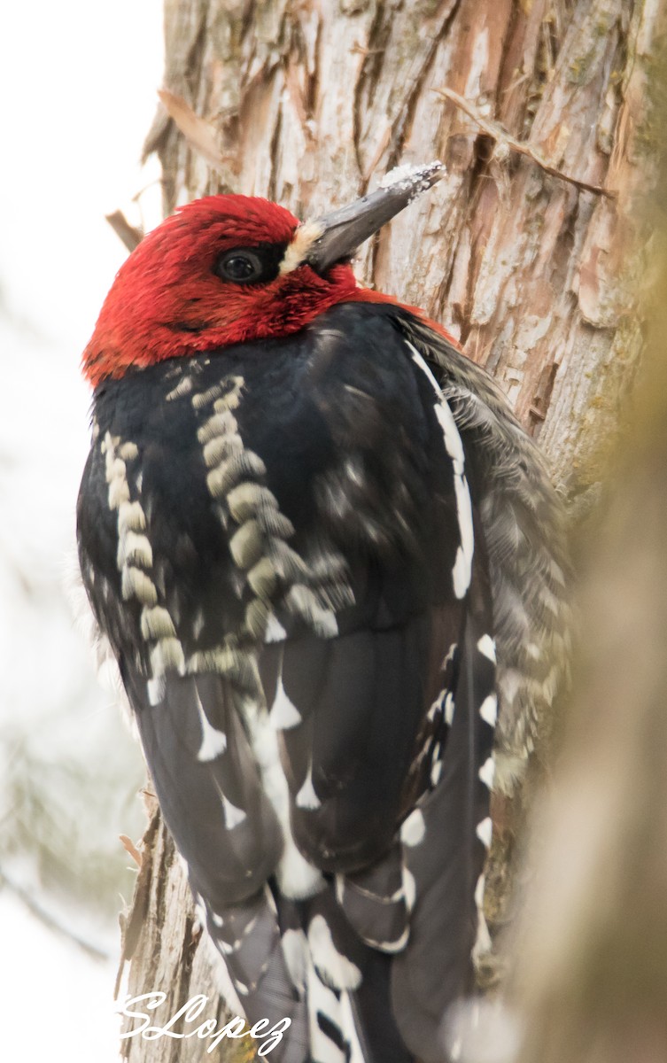 Red-breasted Sapsucker - ML44084191