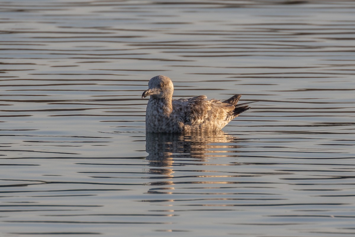 Herring Gull - ML440842351