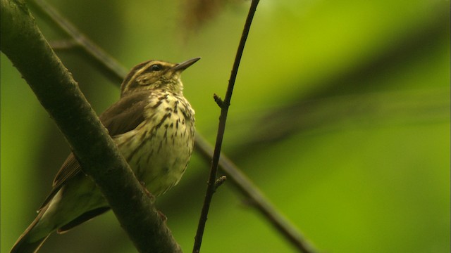 Northern Waterthrush - ML440843