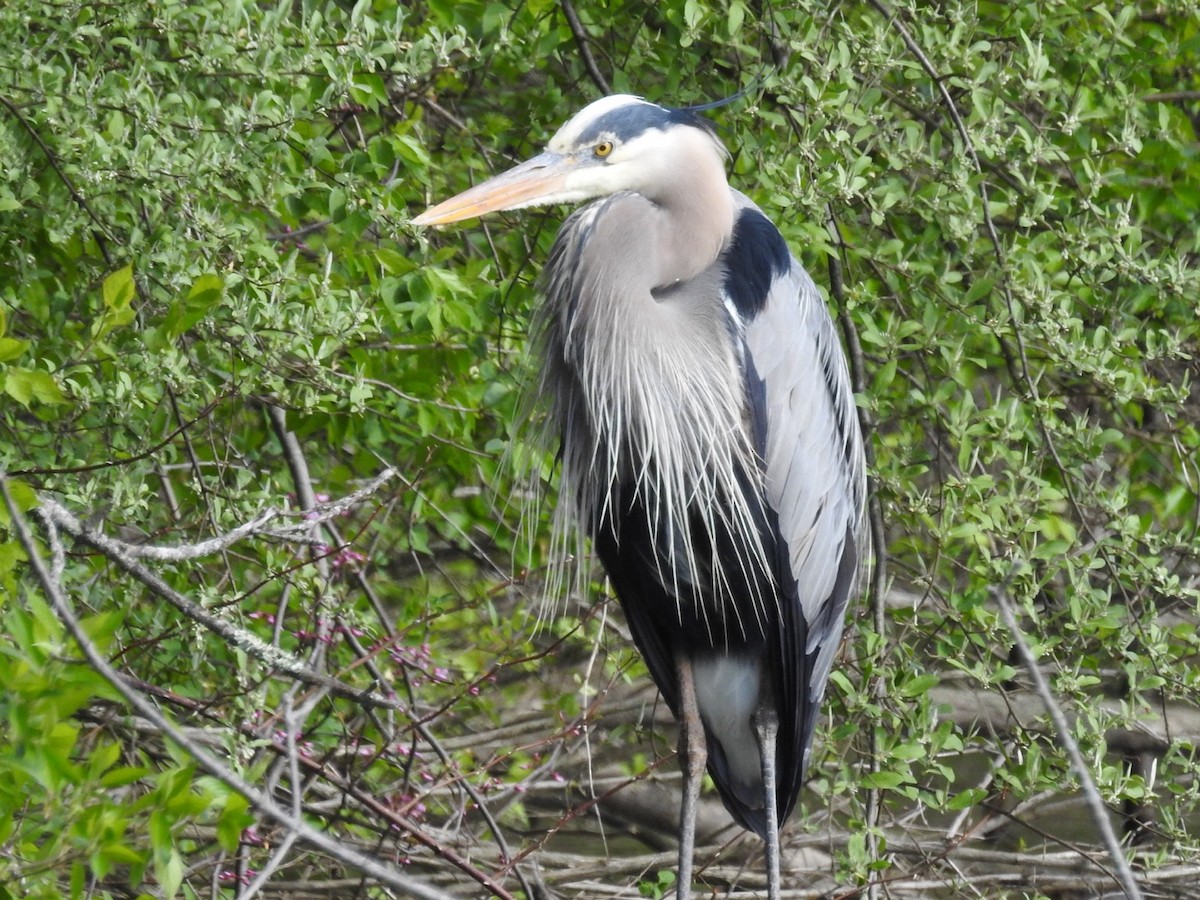 Great Blue Heron - ML440844231