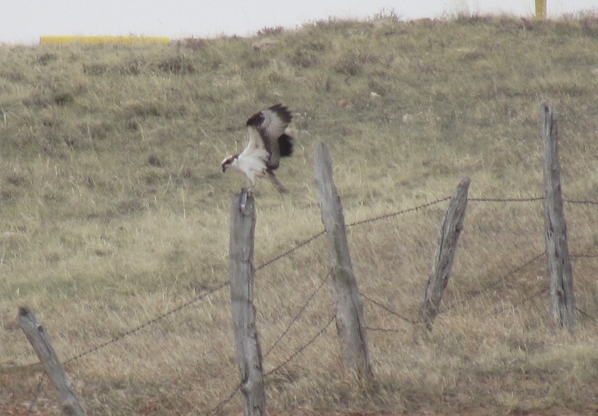 Osprey - ML440849751