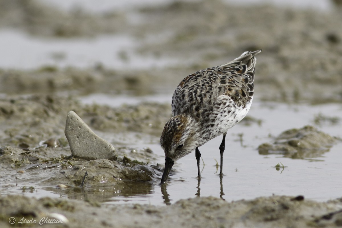 Western Sandpiper - Linda Chittum