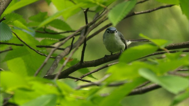 Blue-gray Gnatcatcher (caerulea) - ML440850