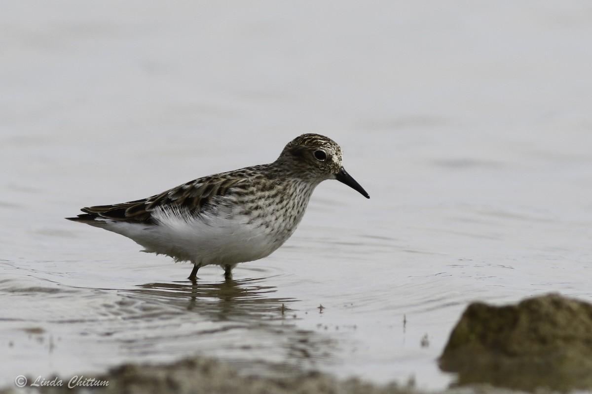 Least Sandpiper - ML440850461