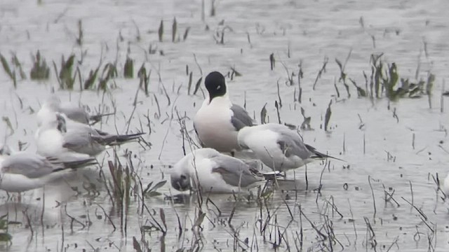 Franklin's Gull - ML440852191