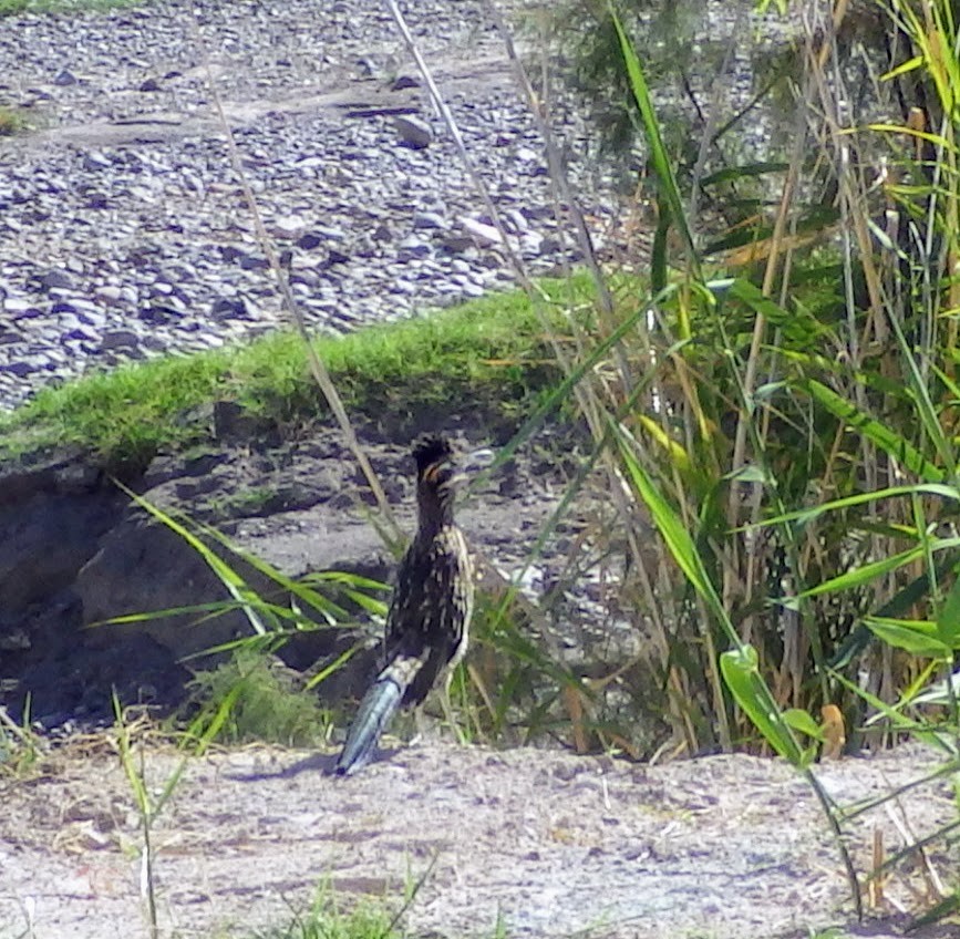 Greater Roadrunner - Celeste Echlin