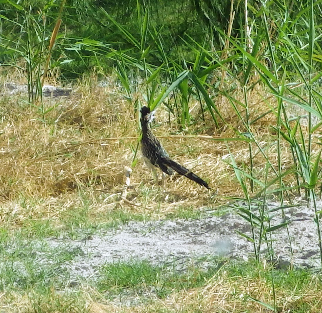 Greater Roadrunner - ML440852471