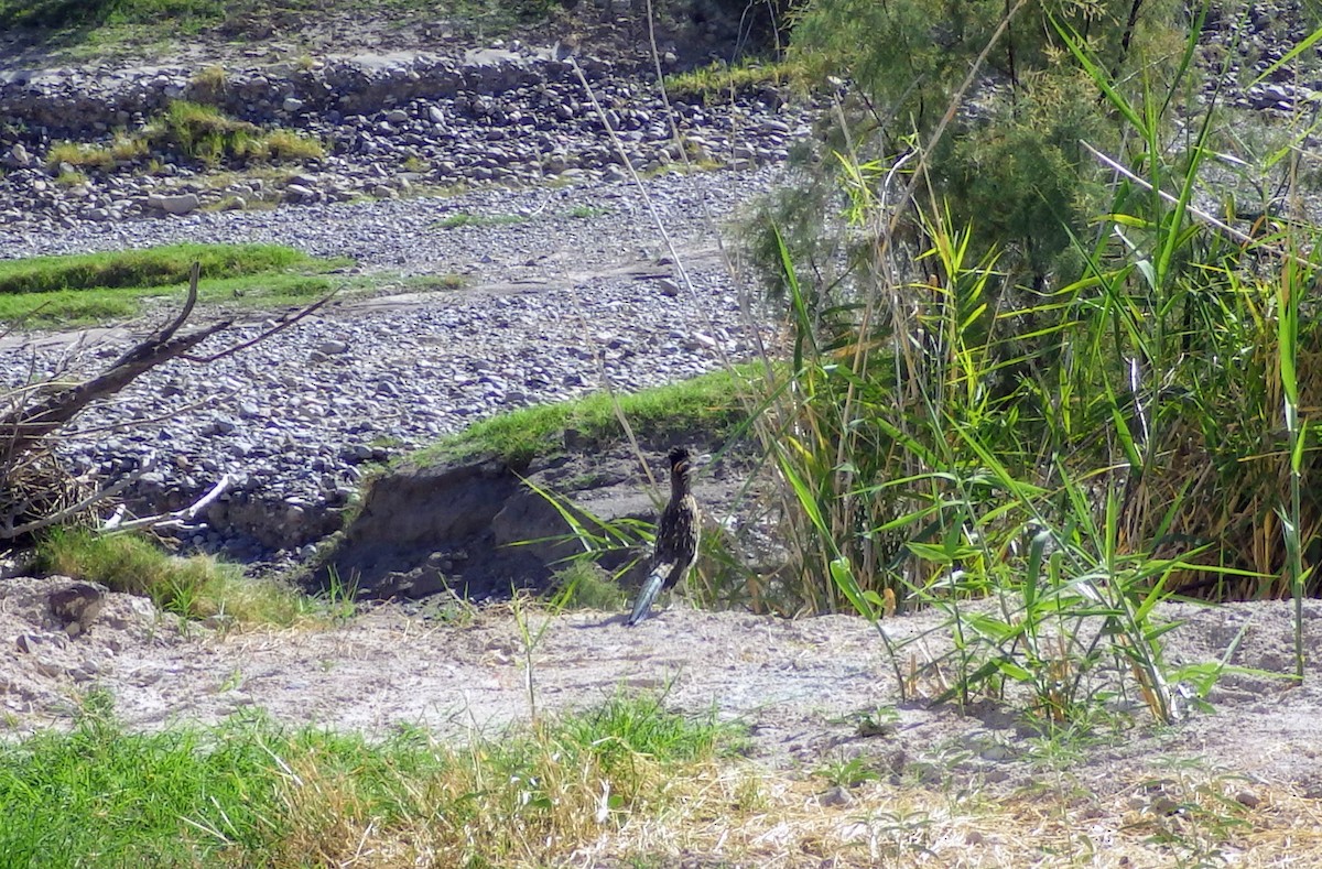 Greater Roadrunner - ML440852491