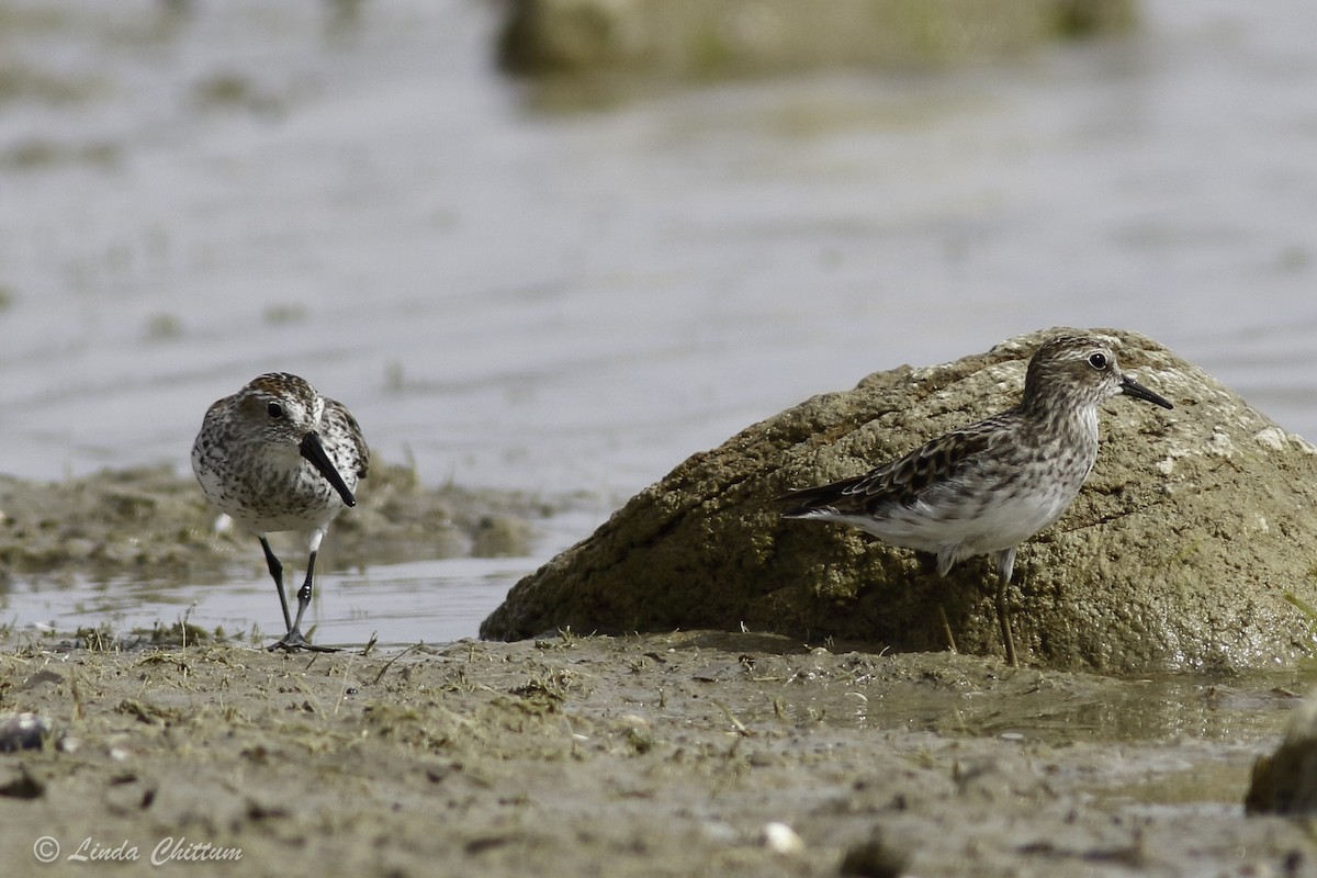 Least Sandpiper - ML440852761