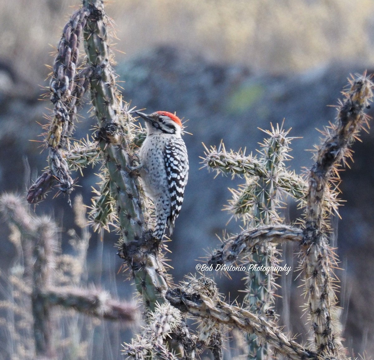 Ladder-backed Woodpecker - ML44085291