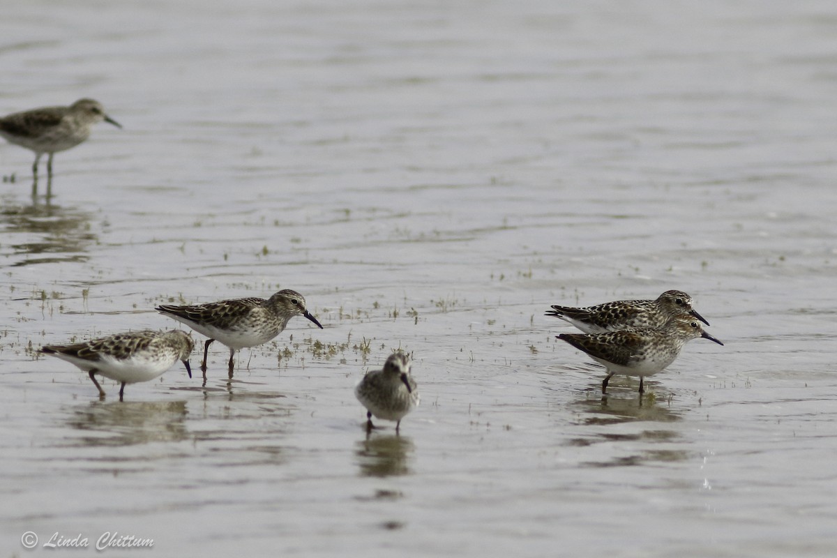 Least Sandpiper - ML440854251