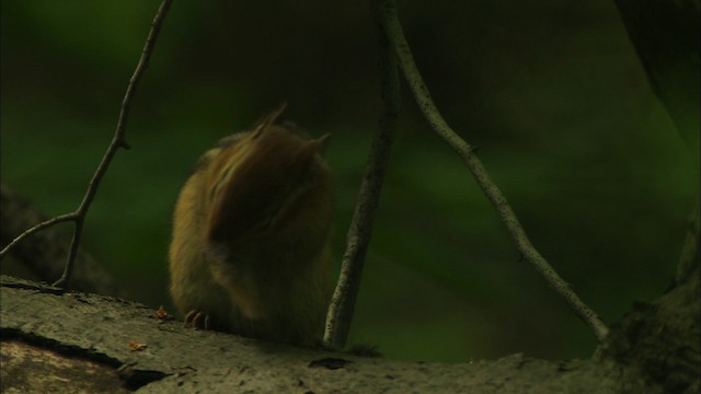 Eastern Chipmunk - ML440855