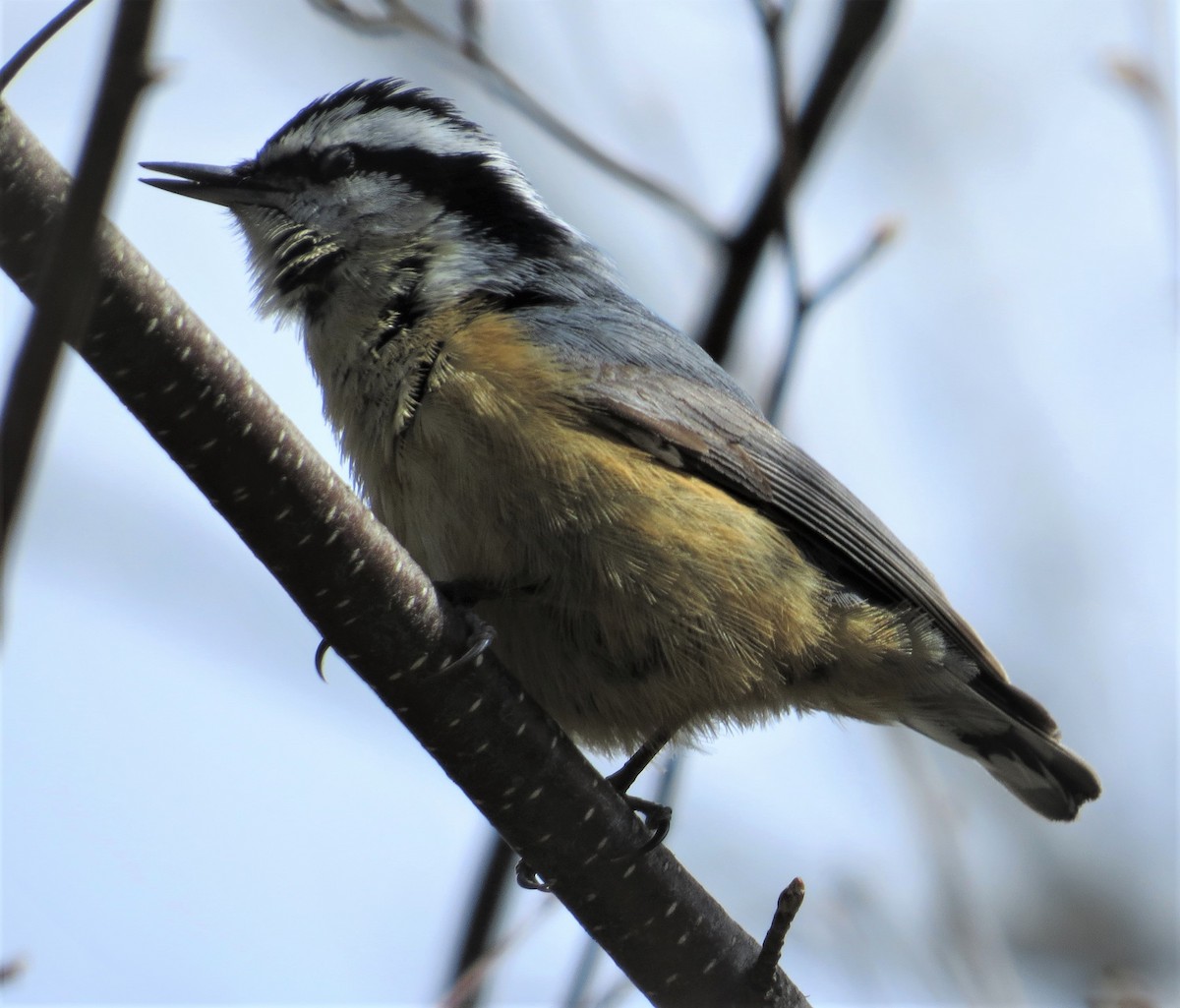 Red-breasted Nuthatch - ML440855331