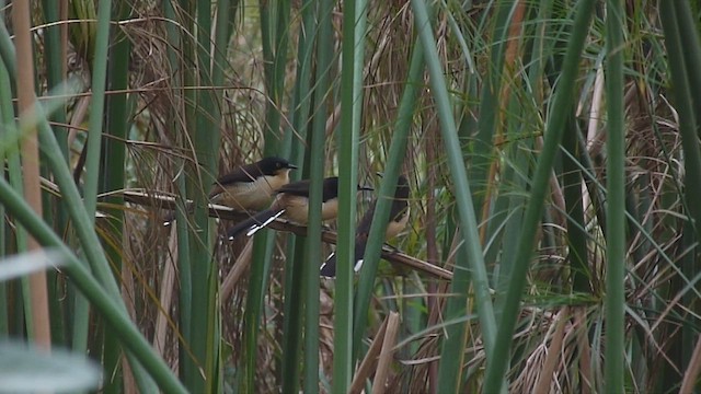 Black-capped Donacobius - ML440857881