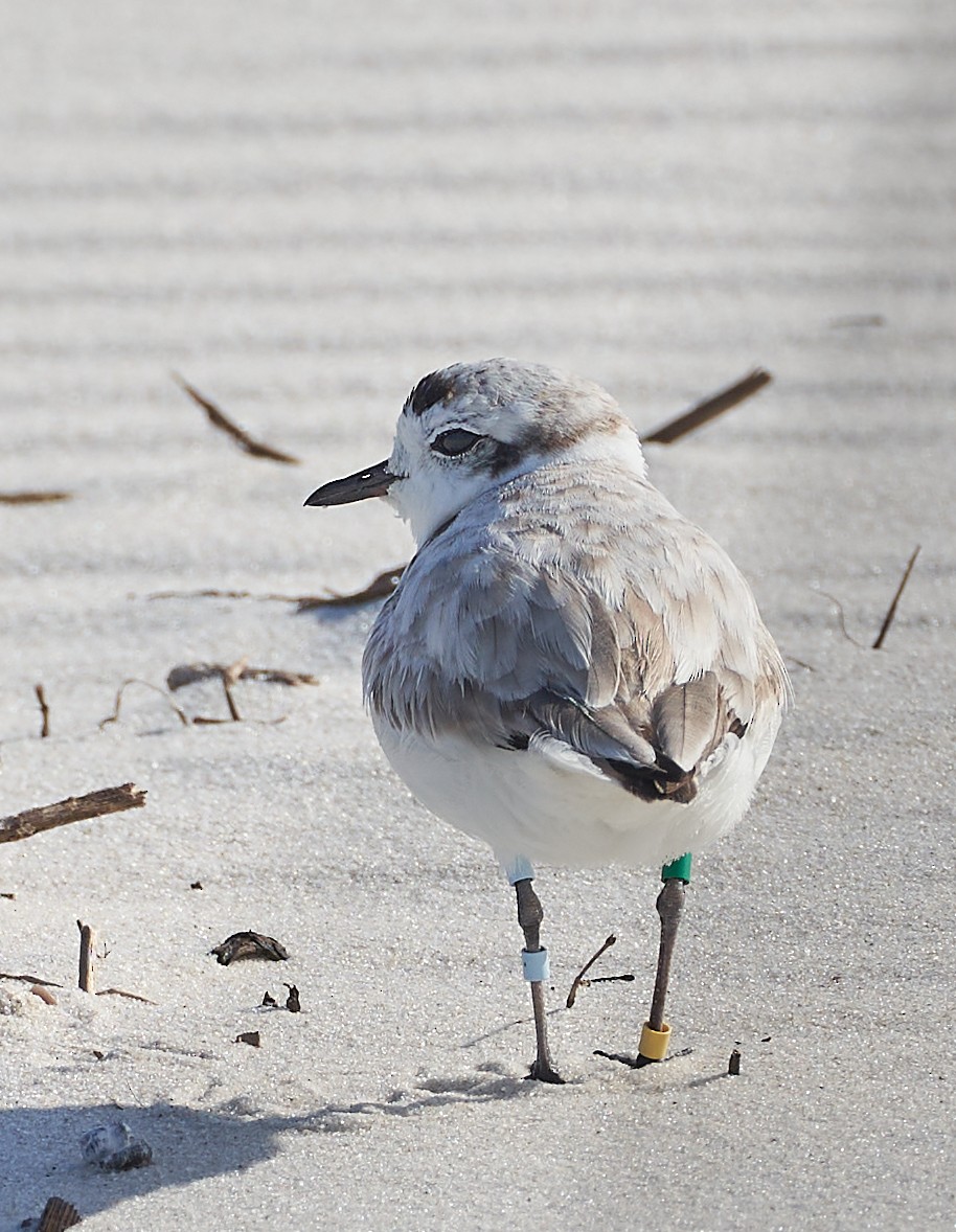 Snowy Plover - ML440858531