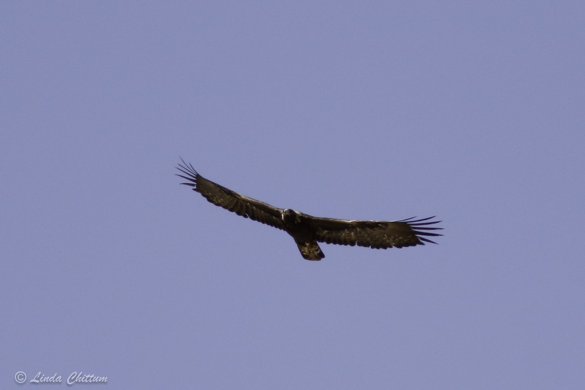 Golden Eagle - ML440859931