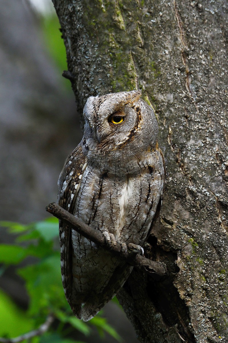 Eurasian Scops-Owl - Oleksandr Nastachenko