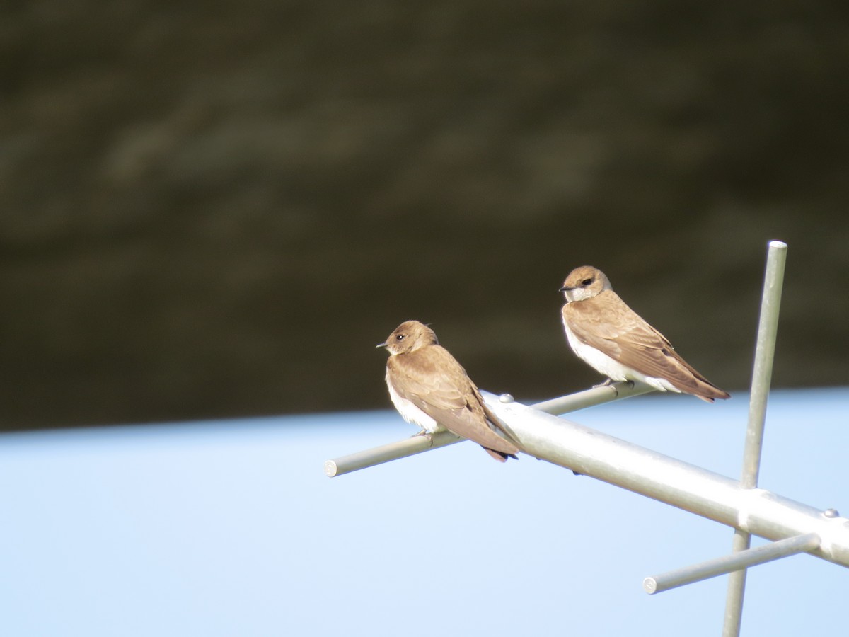 Northern Rough-winged Swallow - Mike Curry