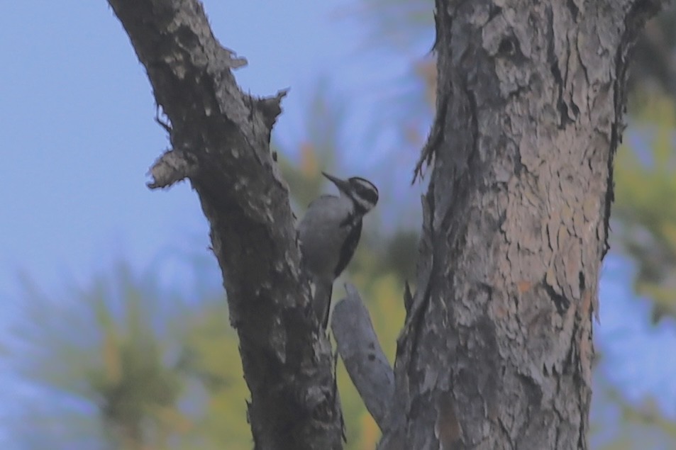 Hairy Woodpecker - ML440863291